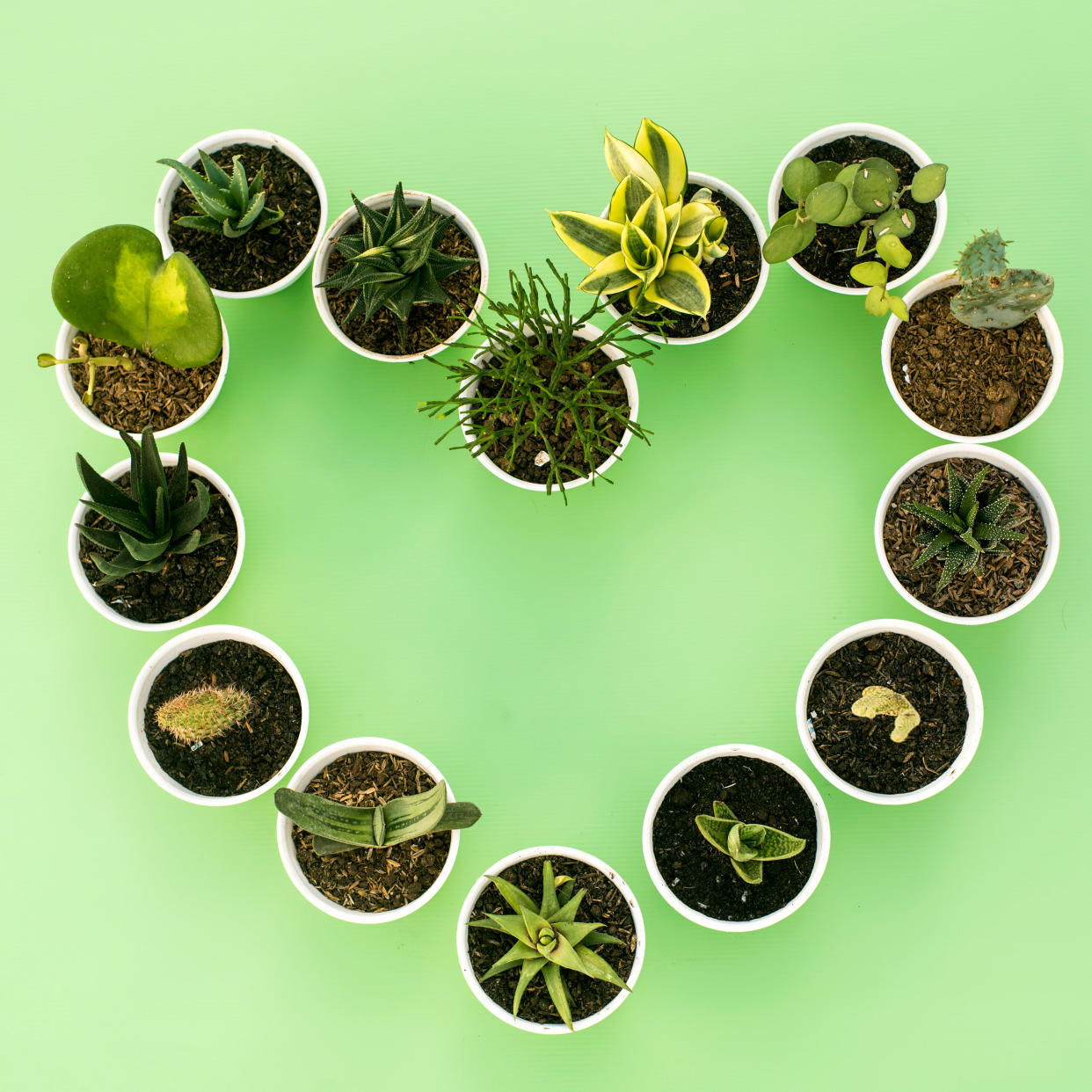  Houseplants for Valentine's Day arranged in heart shape. 