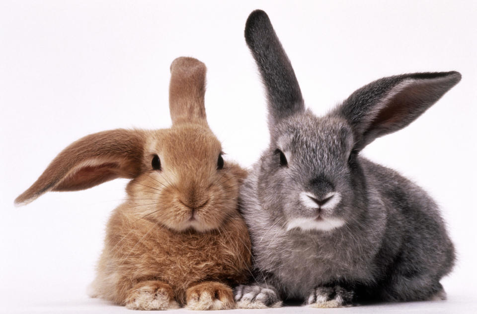 BROWN AND GRAY BUNNIES