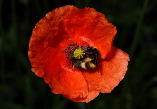 Why We Wear Poppies On Remembrance Day