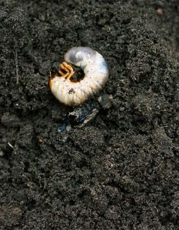 Grub Damage vs. Fungus