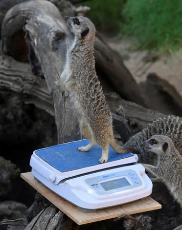 A meerkat stands on scales during the annual weigh-in at London Zoo