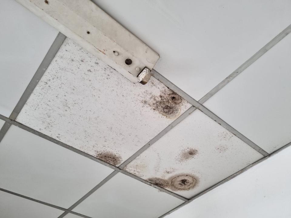 A close up of mold growing on a ceiling.