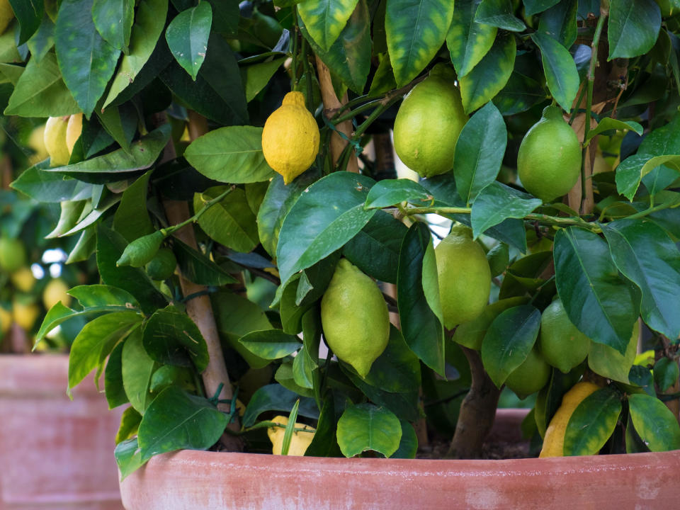 lemon tree in pot