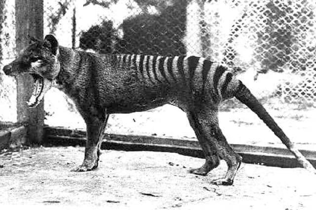 Tasmanian Tiger