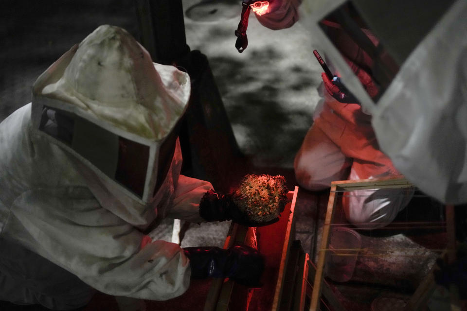 Adriana Veliz, wearing a bee suit to protect herself from stings, rescues a beehive that had made its nest in the base of a lamp post in Mexico City, Thursday, June 8, 2023. Veliz heads a group of mostly women who are working, hive-by-hive, to relocate bees away from Mexico’s crowded capital that would otherwise be exterminated. (AP Photo/Eduardo Verdugo)