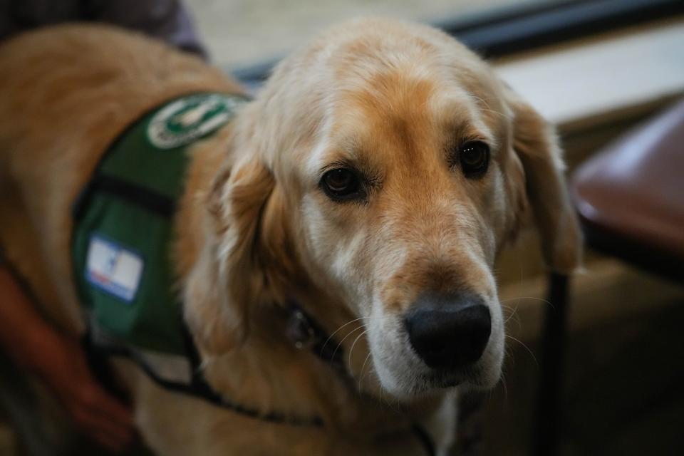 Channing Seideman's service dog, Bishop, helps alert her to seizures.