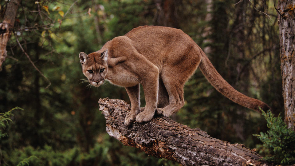 Mountain Lion on Tree Stump