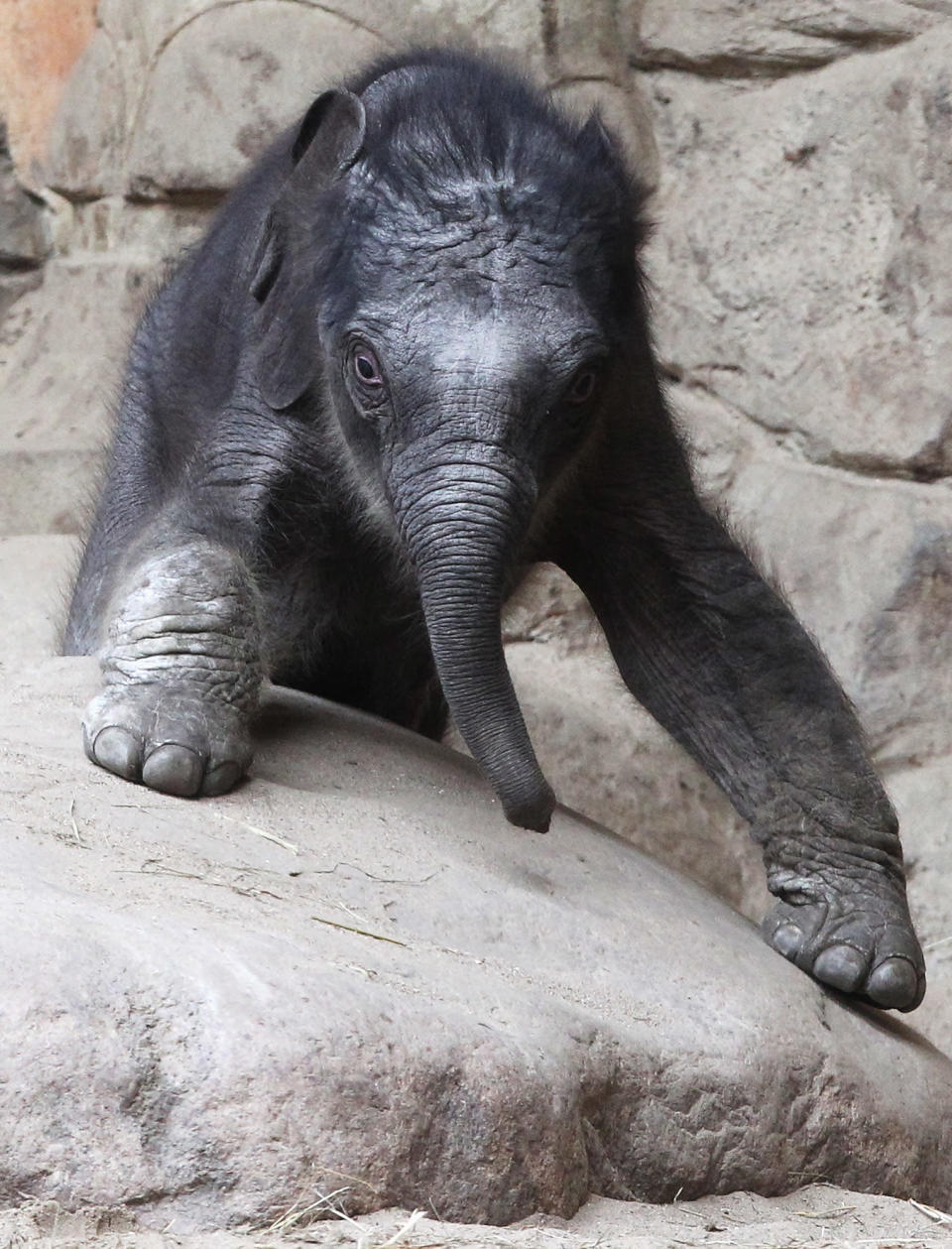 An unnamed baby elephant calf explores the elephant barn at the Hagenbeck Zoo on April 18, 2012 in Hamburg, Germany. The male calf was born on April 13 with a weight of 100 kilos as the third calf of mother elephant Lai Sinh. (Photo by Joern Pollex/Getty Images)