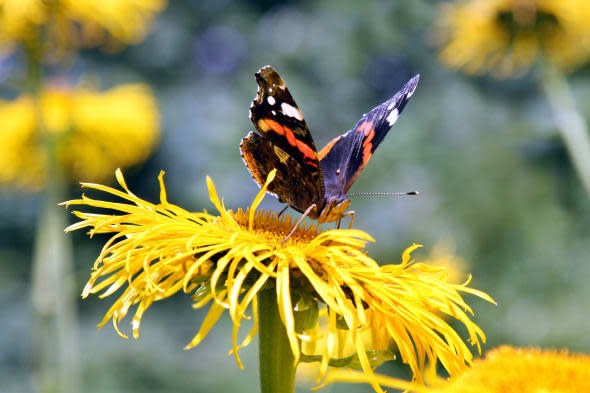 A red admiral butterfly sits on a blosso