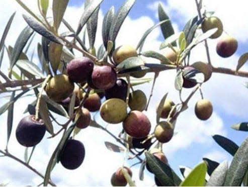 The Arbequina is Florida's favorite olive tree.