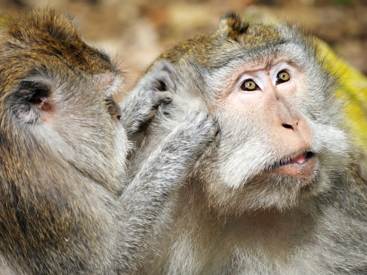 Long-tailed macaques are being pushed closer to extinction by humans  (Getty Images)