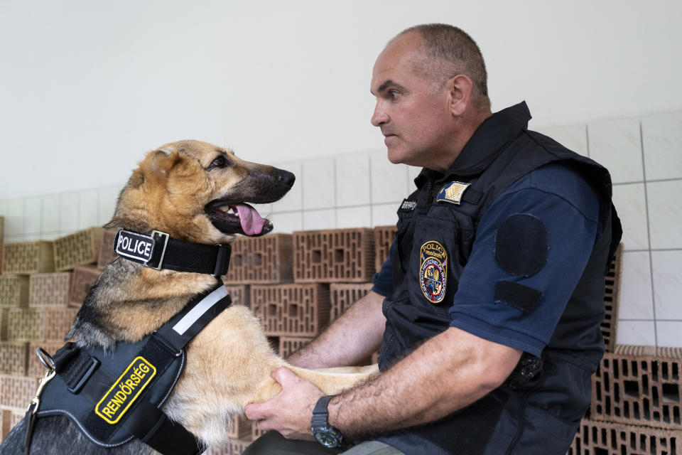 Police Lt. Col. Gyula Desko poses for a photo with Rambo, a German Shepherd, who was injured in Ukraine's embattled Kharkiv region and was later adopted by the Budapest Police's dog squad, in Budapest Hungary. June 6, 2023. Rambo is now training with the Budapest Police in neighboring Hungary, and setting an example that dogs and people, can do great things despite their disabilities. Three-year-old Rambo accompanied Ukrainian soldiers on the front line in Ukraine's Kharkiv region when a rocket attack sent shrapnel into his head, blowing away pieces of skull, damaging his jaw and severely mangling his right ear. (AP Photo/Bela Szandelszky)