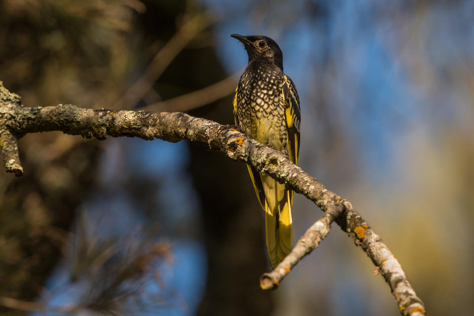 Der Warzenhonigfresser mag einen komischen Namen haben, doch der seltene australische Vogel ist eigentlich ein hübscher Anblick. (Bild: Getty)