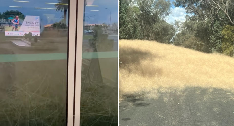 Left, the hairy panic tumbleweeds stacked high blocking the exit of Dubbo Airport. Right, the native grass blocking off road access in regional NSW. 