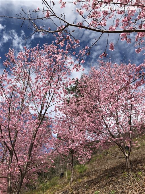 司馬庫斯山頭佈滿櫻花樹，相當有層次感。（圖／五福旅遊提供）