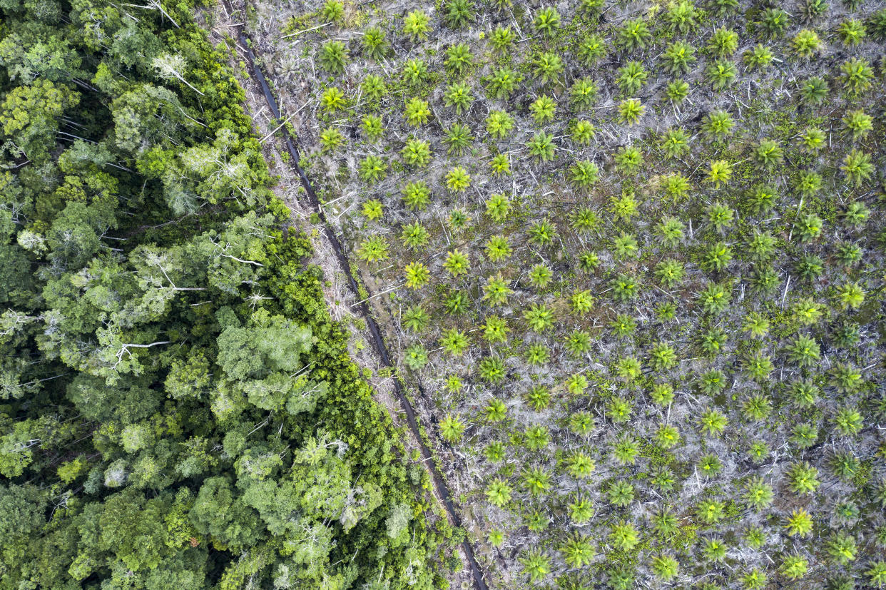 Aerial view of a palm oil plantation in the province of Kalimantan, Borneo. The fruit of the oil palm tree produces a cheap, versatile oil used worldwide. (Photo: joakimbkk via Getty Images)