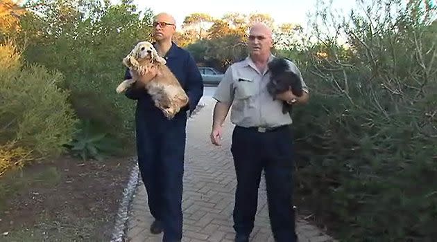 RSPCA workers with some of the rescued dogs yesterday. Photo: 7News.