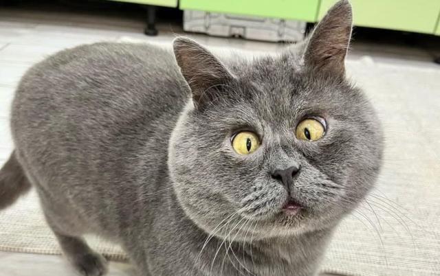 Pictured: Cross-eyed rescue cat becomes a viral sensation