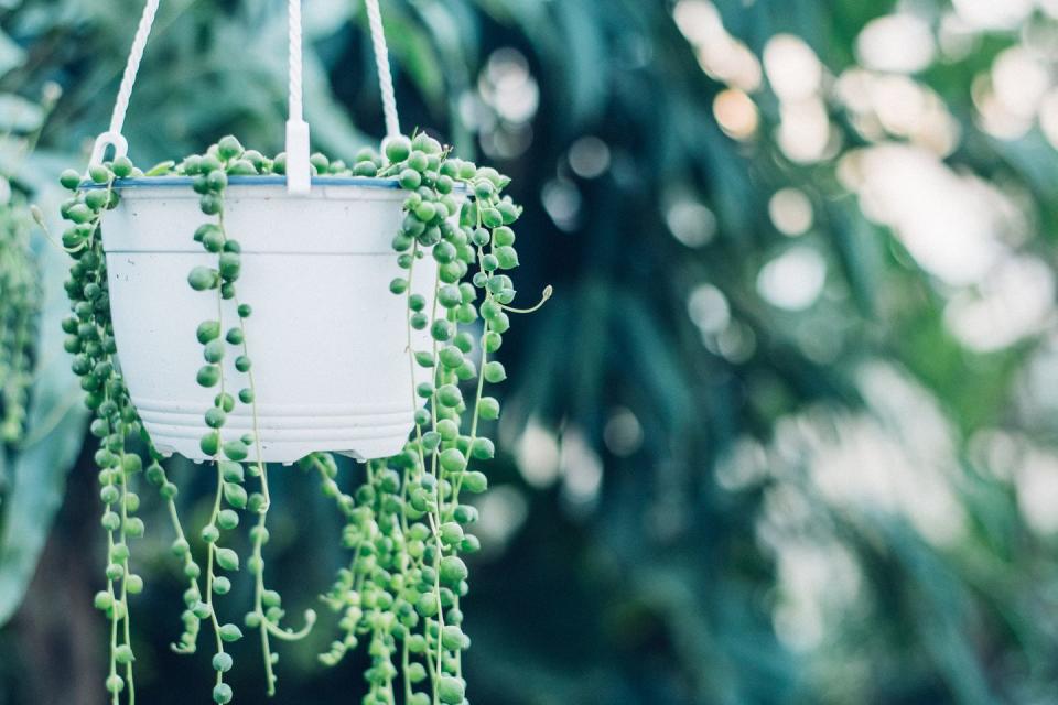 string of pearls hanging basket with trailing succulent foliage that resembles strung beads in a lush outdoor setting