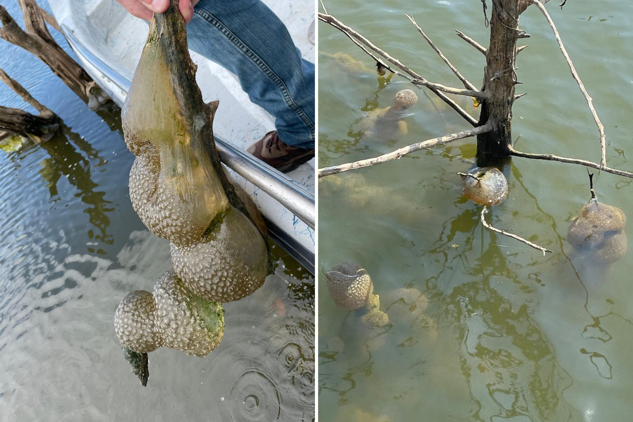 Online denizens were baffled after mysterious blobs were spotted in an Oklahoma pond -- with many comparing them to 