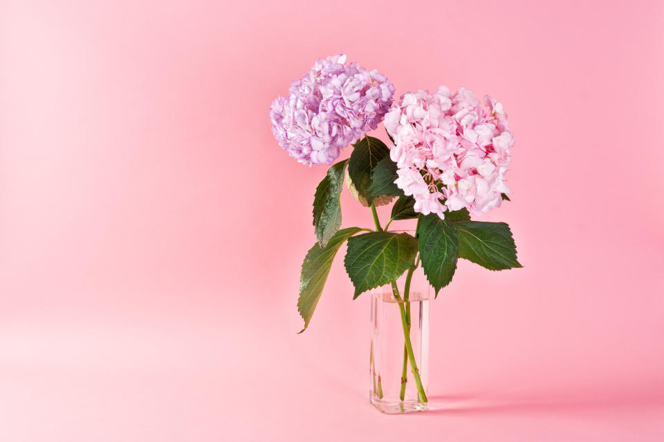 Hydrangea flowers. (PHOTO: Getty Images)