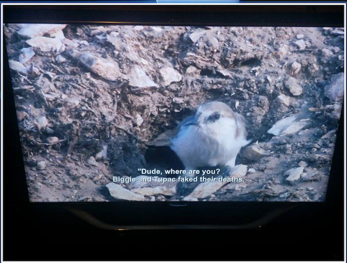 Netflix Accidentally Put Aziz Ansari Subtitles on a Nature Doc and the Results Are Amazing