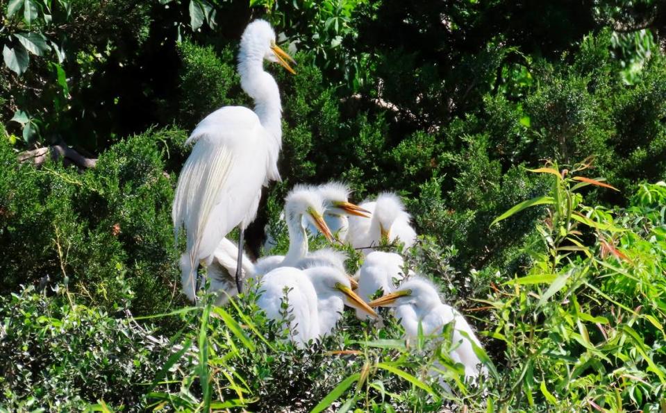Joe Schmitt shared this photo of great egrets on Pinckney Island May 10, 2022. 