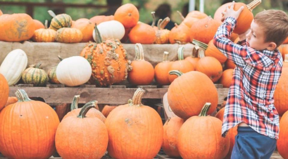 Kids can have fun with pumpkins and more at the Amber Brooke Fall Festival this weekend — and on Monday.