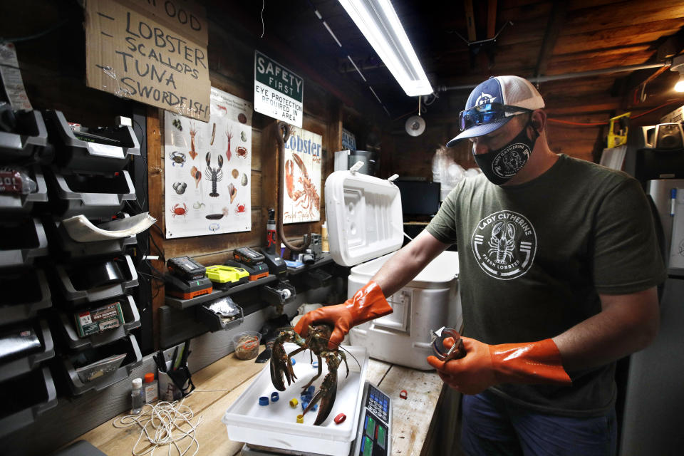 In this Friday, May 29, 2020 photo, Eric Pray weighs a lobster in his garage in Portland, Maine. The coronavirus shutdown has prompted Pray to that selling his product direct to customers. (AP Photo/Robert F. Bukaty)