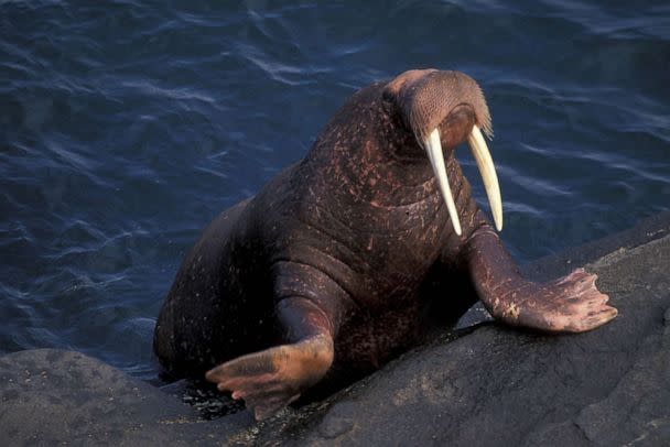 PHOTO: A Pacific Walrus.  (STOCK PHOTO/Getty Images)