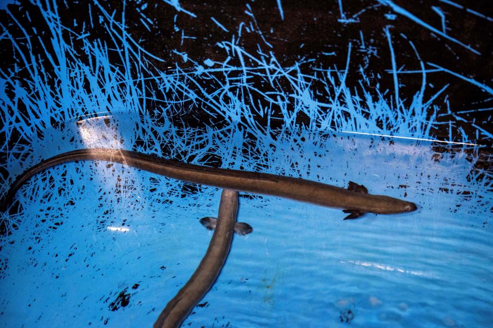 This picture taken on October 25, 2021 shows eels in a tank at the Japan Fisheries Research and Education Agency in a suburb of Minamiizu, Shizuoka prefecture. Consumed worldwide, eel is particularly popular in Asia, and perhaps nowhere more so than Japan, where remains found in tombs show it has been eaten on the archipelago for thousands of years.


 - TO GO WITH AFP STORY JAPAN-FOOD-ENVIRONMENT-EEL,FEATURE BY MATHIAS CENA
 / AFP / Behrouz MEHRI / TO GO WITH AFP STORY JAPAN-FOOD-ENVIRONMENT-EEL,FEATURE BY MATHIAS CENA