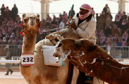 A Saudi man rides a camel he participates in King Abdulaziz Camel Festival in Rimah Governorate, north-east of Riyadh, Saudi Arabia January 19, 2018. REUTERS/Faisal Al Nasser