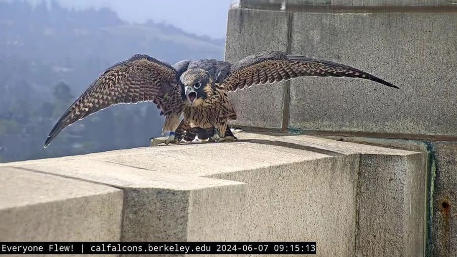 Equinox, or Nox for short, spreads his wings on the UC Berkeley Campanile bell tower on June 7, 2024. Nox was found injured in the waters of the Berkeley Marina on July 3, 2024. (Photo: Cal Falcons/UC Berkeley)