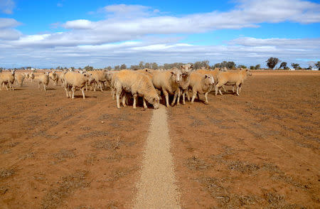 Sheep eat grain on a drought-affected paddock on a property located on the outskirts of Tamworth, located in the north-west of New South Wales in Australia, June 2, 2018. REUTERS/David Gray