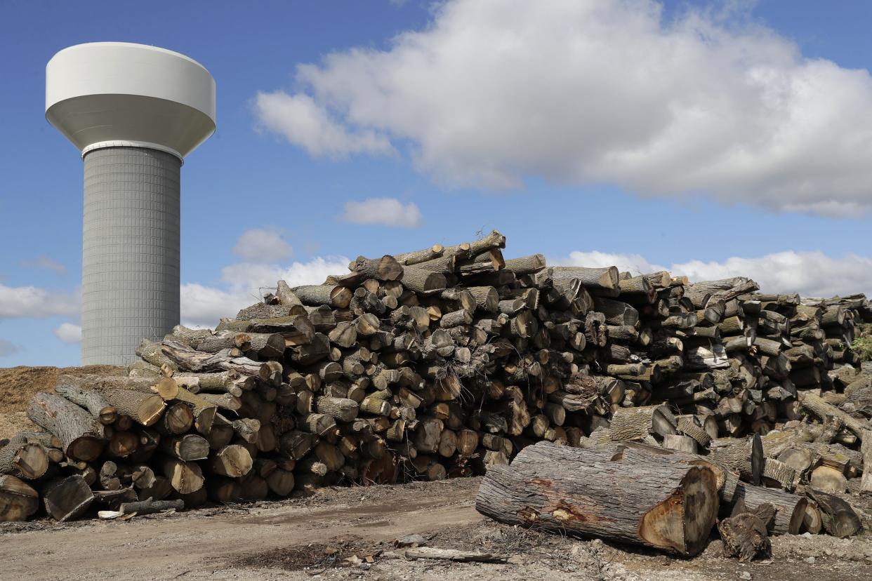 Appleton stockpiles logs that will be sold to the highest bidder. The wood, shown here along East Glendale Avenue, comes from damaged, diseased or undesirable trees that have been removed from city terraces and parks.