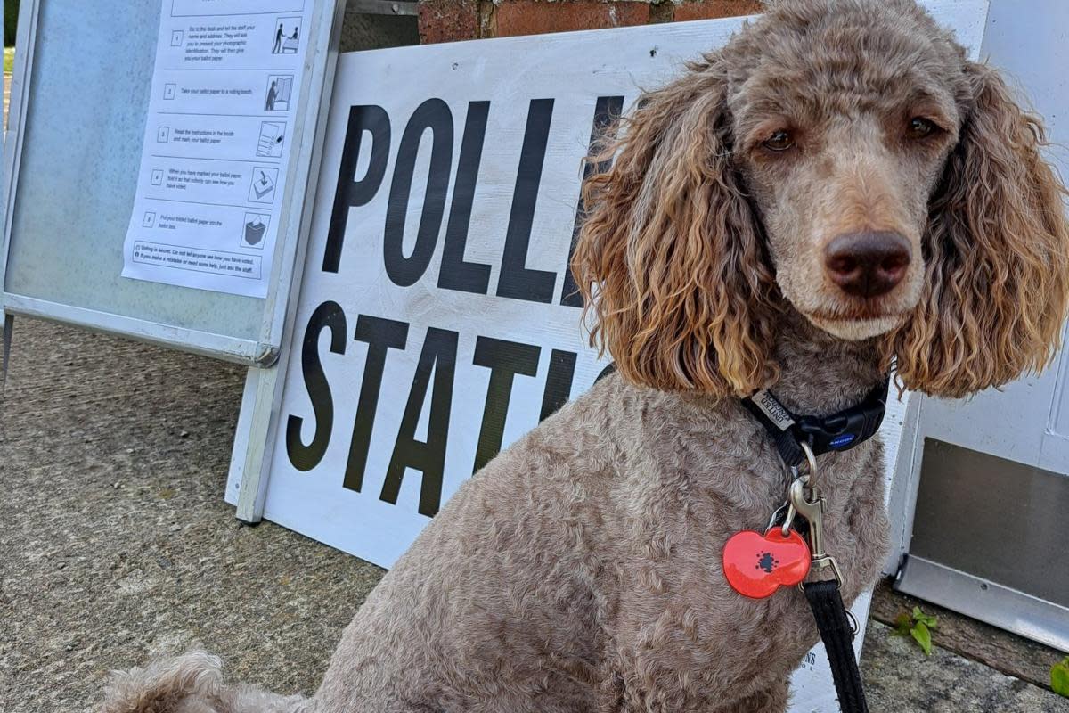 Pasha, the hearing dog, goes to the polls! <i>(Image: X)</i>