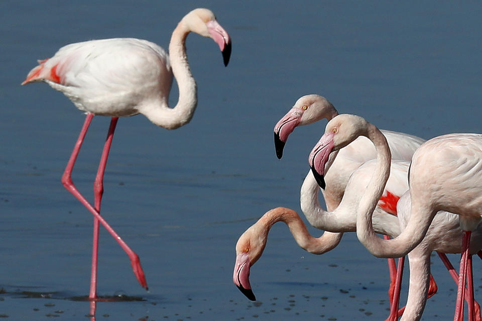 Flamingos at a salt lake in the southern coastal city of Larnaca, in the eastern Mediterranean island of Cyprus, Sunday, Jan. 31, 2021. Conservationists in Cyprus are urging authorities to expand a hunting ban throughout a coastal salt lake network amid concerns that migrating flamingos could potentially swallow lethal quantities of lead shotgun pellets. (AP Photo/Petros Karadjias)