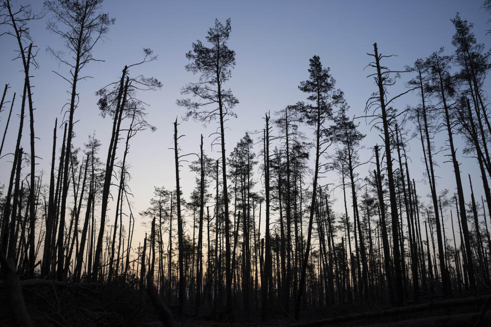 Damaged trees are seen in the forest around one kilometer away from Russian forces on the frontline in Kreminna direction, Donetsk region, Ukraine, Friday, April 12, 2024. (AP Photo/Alex Babenko)