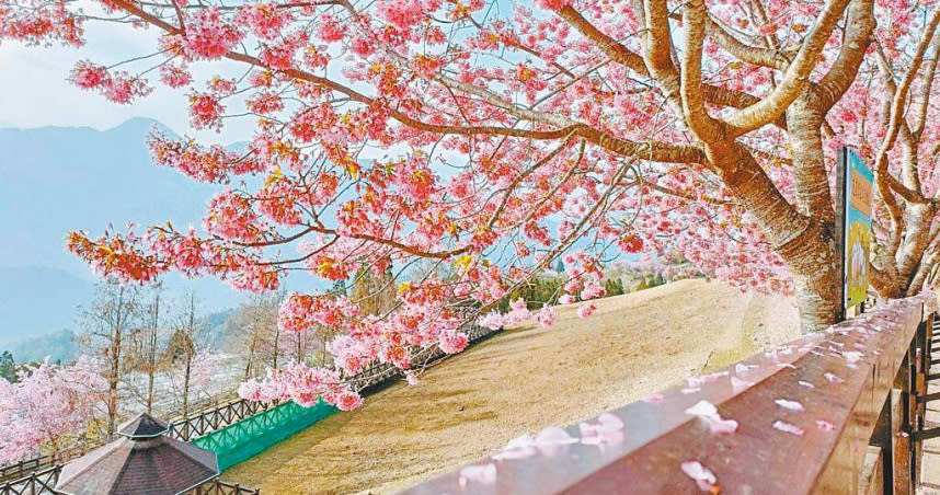 清境農場青青草原的粉紅佳人盛開，粉色櫻花進入櫻吹雪的階段，櫻花花瓣隨風飛舞相當浪漫。（圖／清境農場提供／楊靜茹南投傳真）