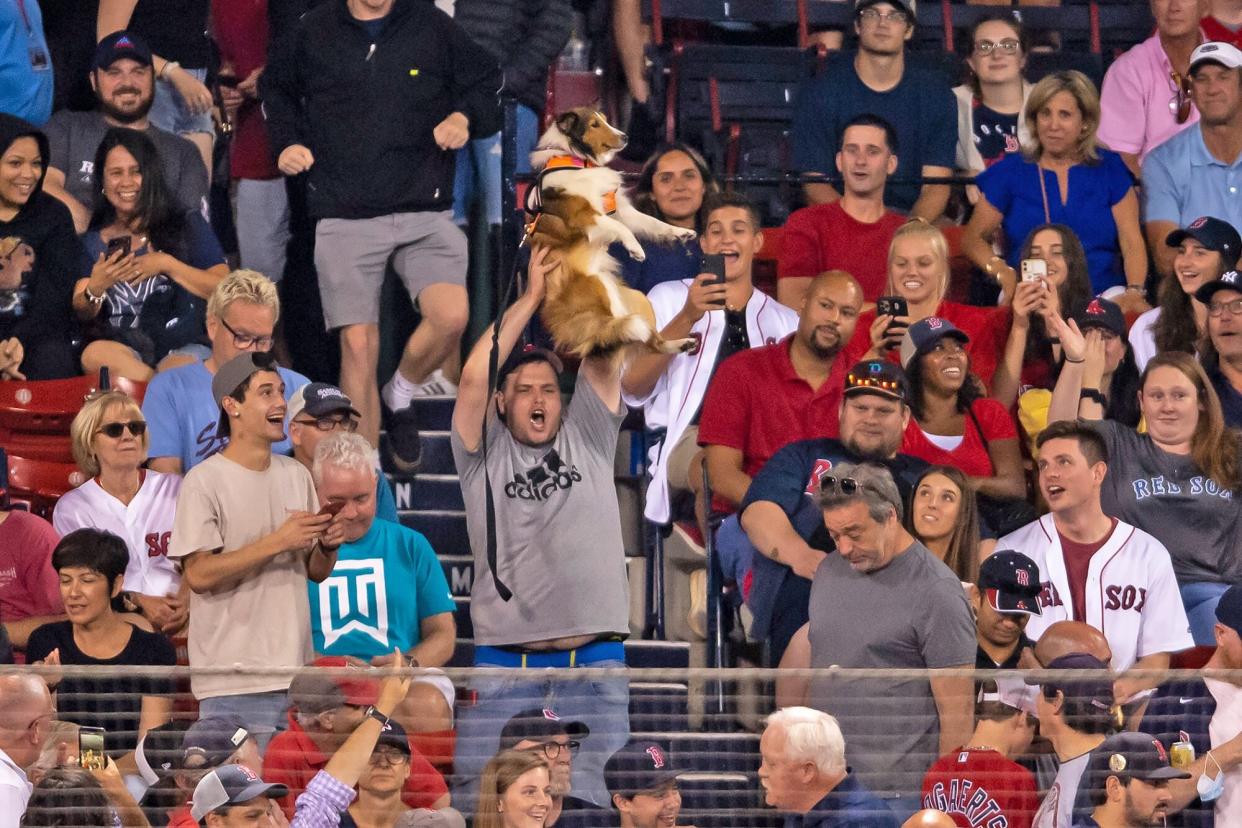 man holding dog over his head at a baseball game for the simba cam