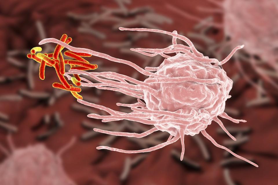Macrófago a punto de engullir bacterias de tuberculosis. Kateryna Kon / Shutterstock