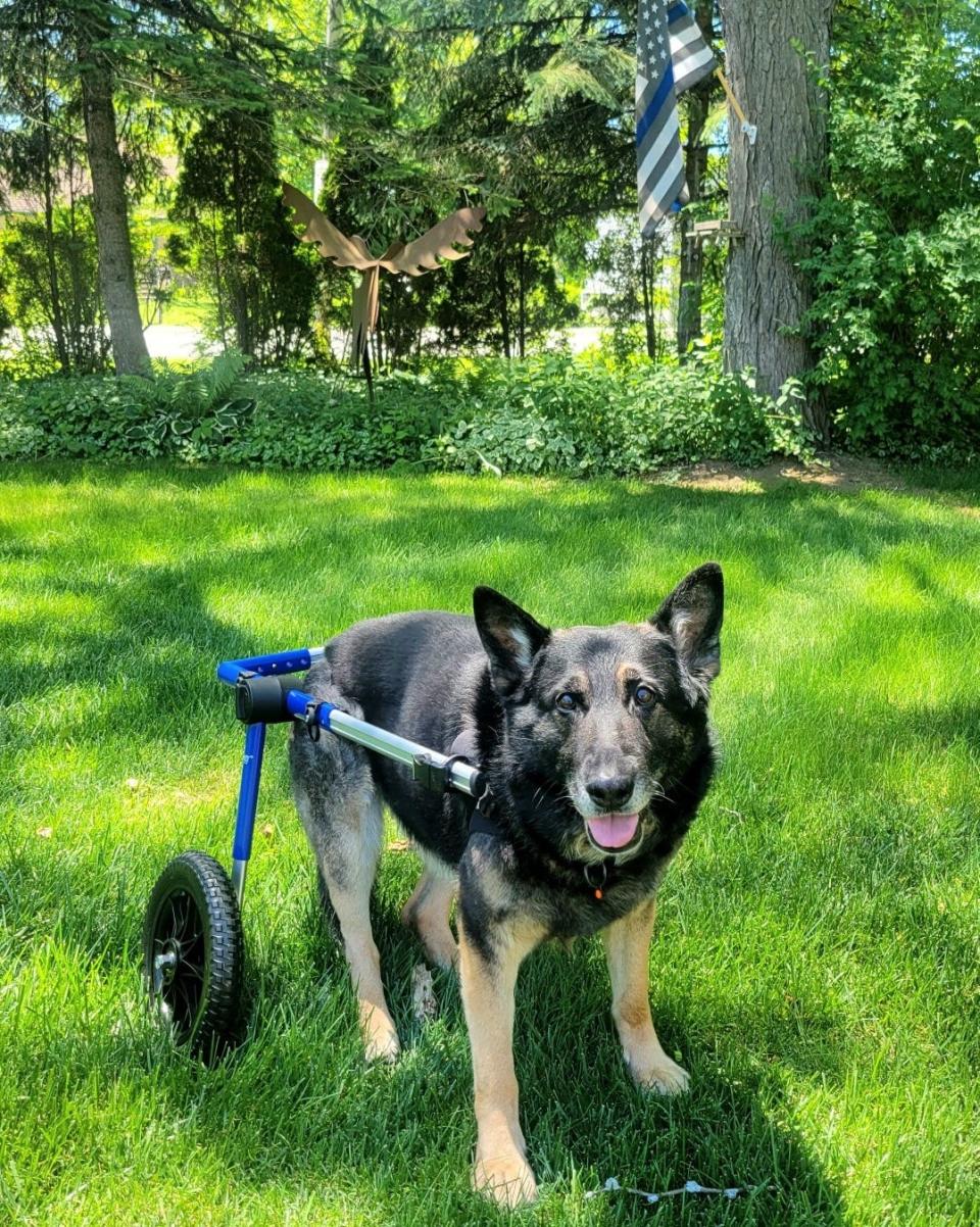 K9 Bane, who retired from the St. Francis Police Department in 2020, was recently diagnosed with degenerative myelopathy. Here he is utilizing a special assisted walker donated by Gunnar's Wheels.