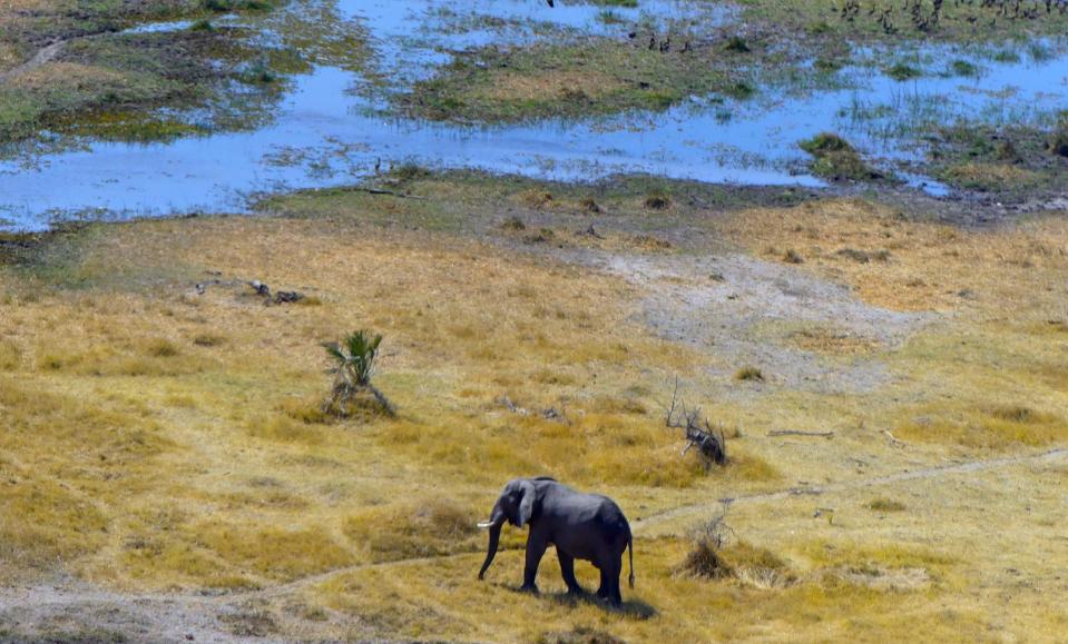 This Sept. 2, 2016 aerial photo taken from a helicopter shows an elephant making its way across mixed Okavango Delta terrain during Botswana's dry season. The Delta is a diverse region made up of islands, rivers, tree lines and waterholes with some areas permanently inundated by water. (Dean Fosdick via AP)