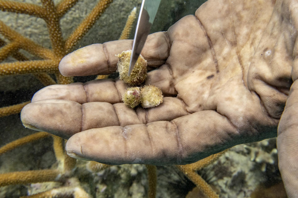 Diver Everton Simpson removes snails from staghorn coral planted inside the White River Fish Sanctuary Monday, Feb. 11, 2019, in Ocho Rios, Jamaica. The years of care that Simpson has devoted to trying to bring back Jamaica's coral reefs are shown by the cuts on his hands as he painstakingly works to transplant the new coral. (AP Photo/David J. Phillip)