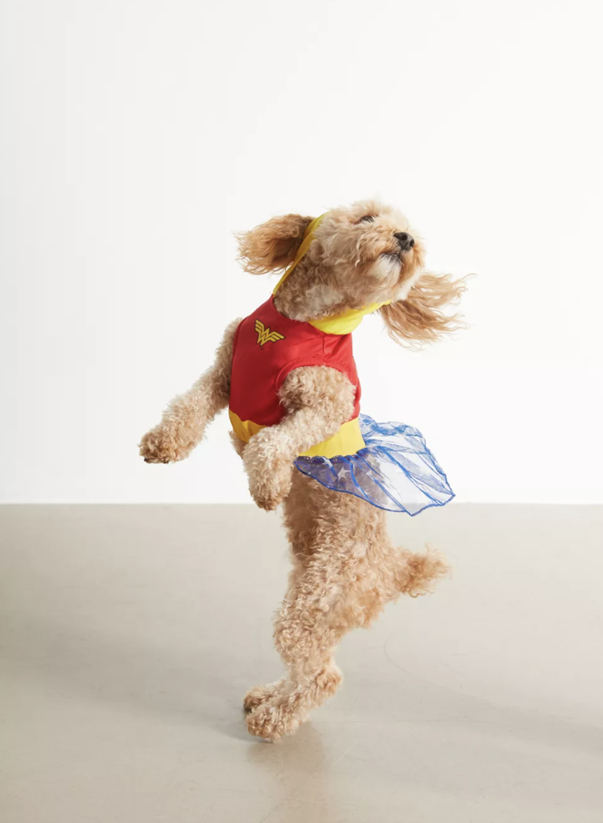 fluffy light dog wearing DC Comics Wonder Woman Dog Halloween Costume