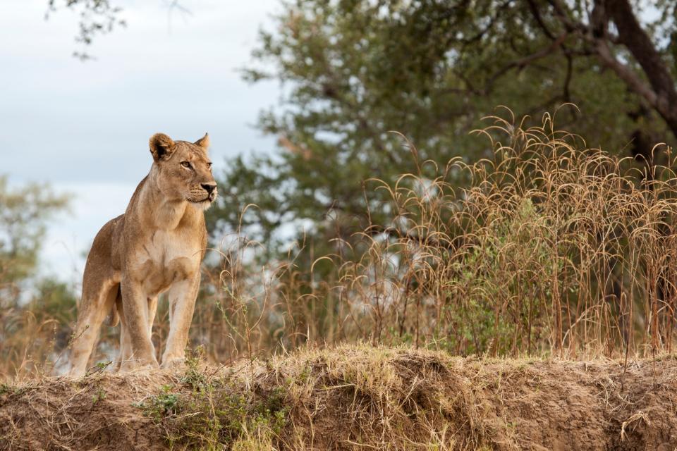 A lioness in South Luangwa National Park - getty