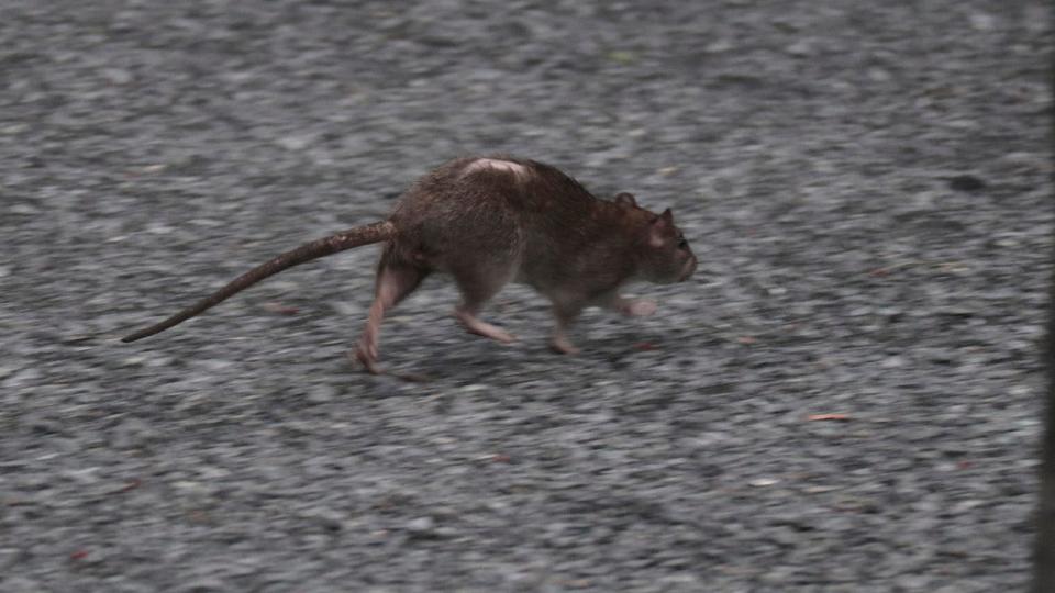 Rat