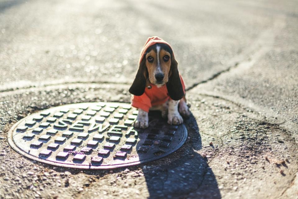 Basset Hound puppy wearing orange hooded sweatshirt sitting on a storm drain