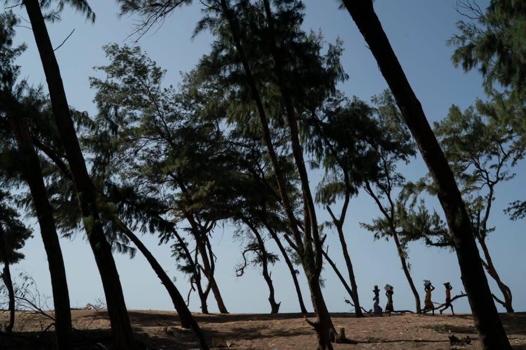 Women from Lompoul village near Kebemer, Senegal, walk under filao trees planted to slow coastal erosion at the beginning of the Great Green Wall. (AP Photo/Leo Correa, File)