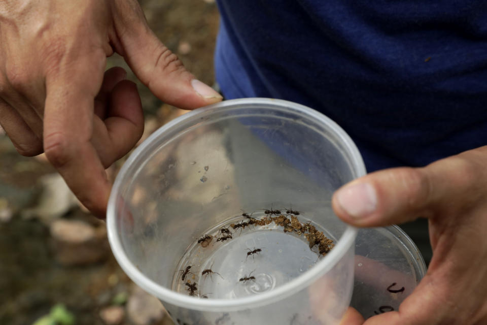 Dumas Galvez, a researcher of the Smithsonian Tropical Research Institute, holds a container with ants he collected from a nest in a forest near his home in Paraiso, Panama, Tuesday, April 13, 2021. With plenty of time to review existing literature on ants during the restrictions due to the COVID-19 pandemic, Galvez found there was relatively little field research on ants. (AP Photo/Arnulfo Franco)